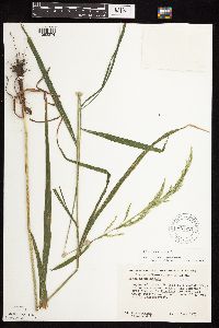 Cinna arundinacea image