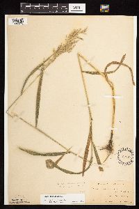 Cinna arundinacea image