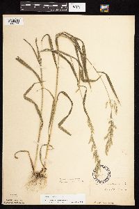 Cinna arundinacea image