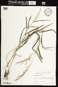 Cinna arundinacea image