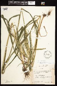 Cinna arundinacea image