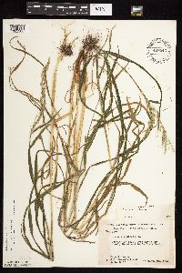 Cinna arundinacea image