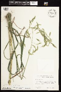 Cinna arundinacea image