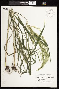 Cinna arundinacea image