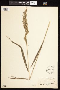 Cinna arundinacea image