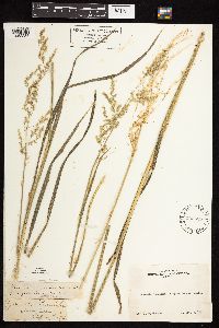 Cinna arundinacea image