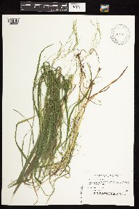 Cinna latifolia image