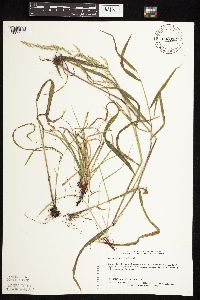 Cinna latifolia image