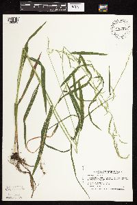 Cinna latifolia image