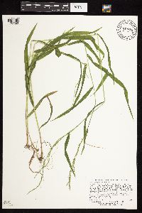 Cinna latifolia image