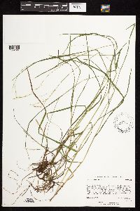 Cinna latifolia image