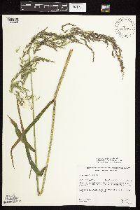 Cinna latifolia image