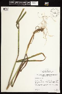 Cinna latifolia image