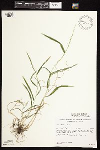 Cinna latifolia image