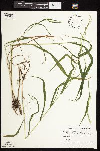 Cinna latifolia image