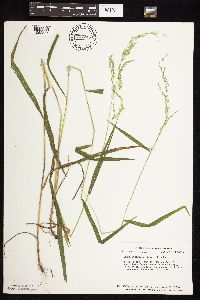 Cinna latifolia image