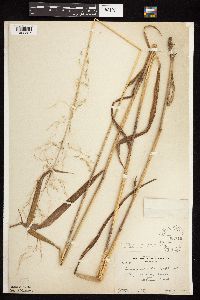 Cinna latifolia image