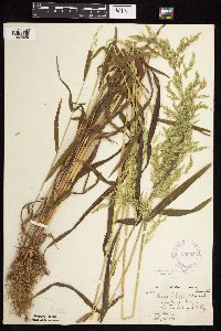 Cinna latifolia image