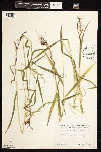 Cinna latifolia image
