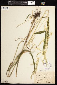 Cinna latifolia image