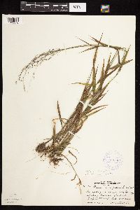 Cinna latifolia image