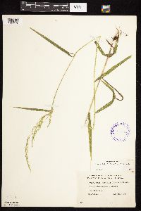 Cinna latifolia image