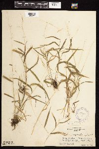 Cinna latifolia image