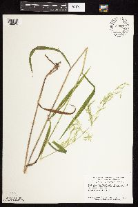 Cinna latifolia image