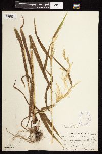 Cinna latifolia image