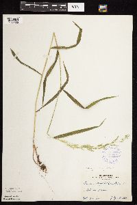 Betula pumila image