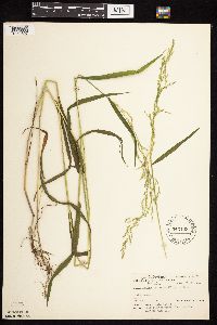 Cinna latifolia image