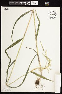 Cinna latifolia image