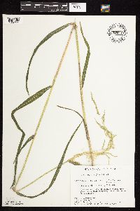 Cinna latifolia image