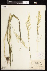 Cinna latifolia image