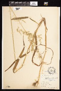 Cinna latifolia image