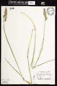 Dactylis glomerata image