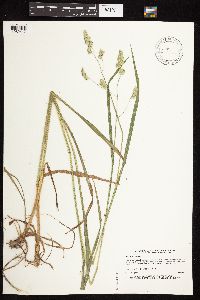 Dactylis glomerata image