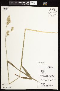 Dactylis glomerata image