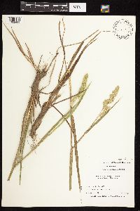 Dactylis glomerata image