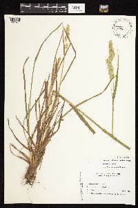 Dactylis glomerata image