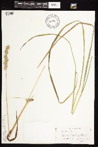 Dactylis glomerata image