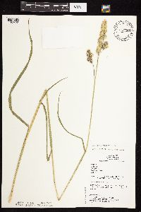 Dactylis glomerata image