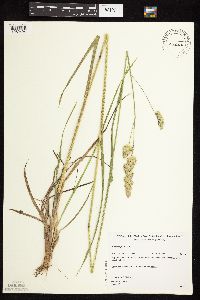 Dactylis glomerata image