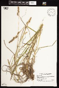 Dactylis glomerata image