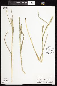 Dactylis glomerata image