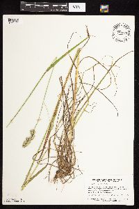 Dactylis glomerata image