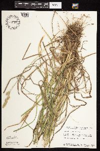 Dactylis glomerata image