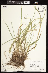 Dactylis glomerata image