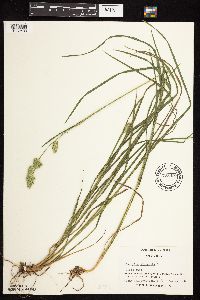 Dactylis glomerata image