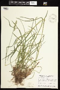 Dactylis glomerata image
